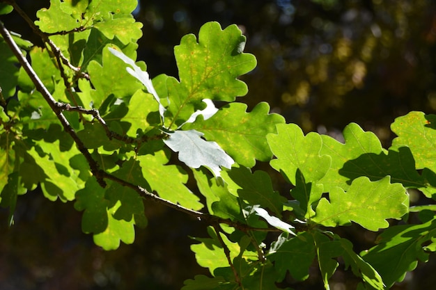 Foto close-up de folhas verdes