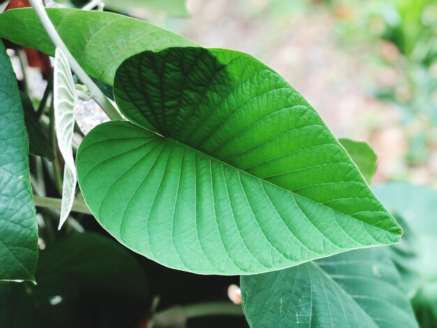 Foto close-up de folhas verdes