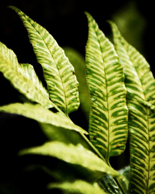 Foto close-up de folhas verdes