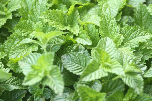 Close-up de folhas verdes