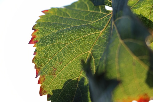 Close-up de folhas verdes