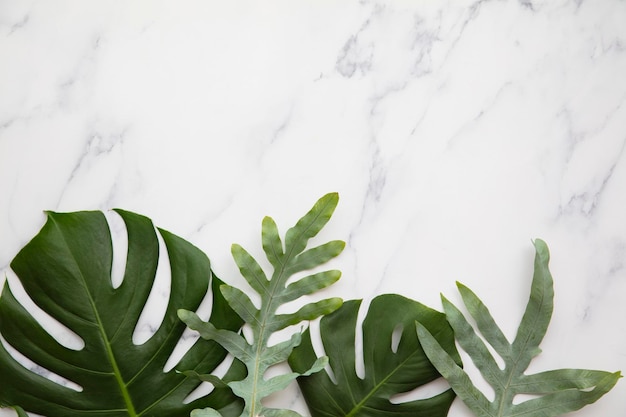 Close-up de folhas verdes