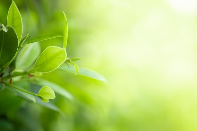 Close-up de folhas verdes