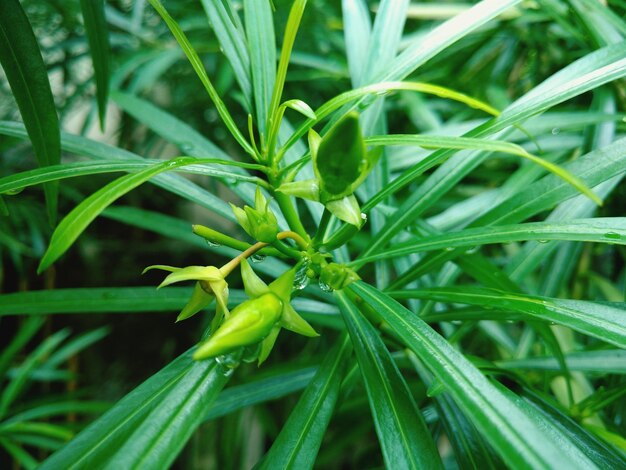 Close-up de folhas verdes