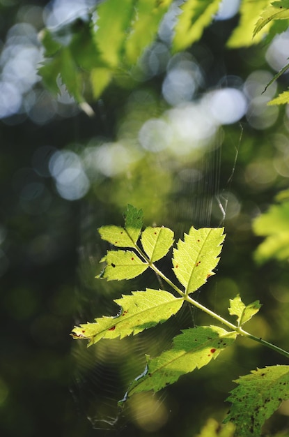 Foto close-up de folhas verdes