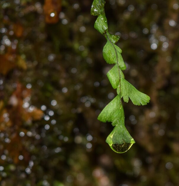 Foto close-up de folhas verdes