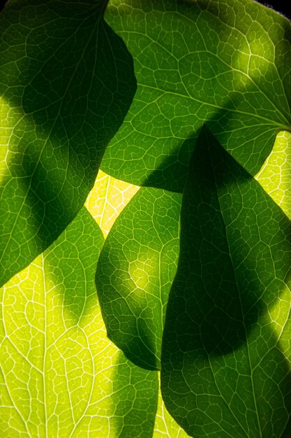 Foto close-up de folhas verdes