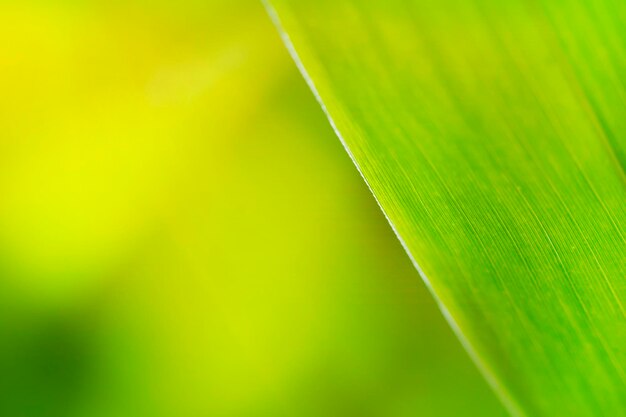 Close-up de folhas verdes