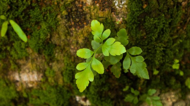 Foto close-up de folhas verdes