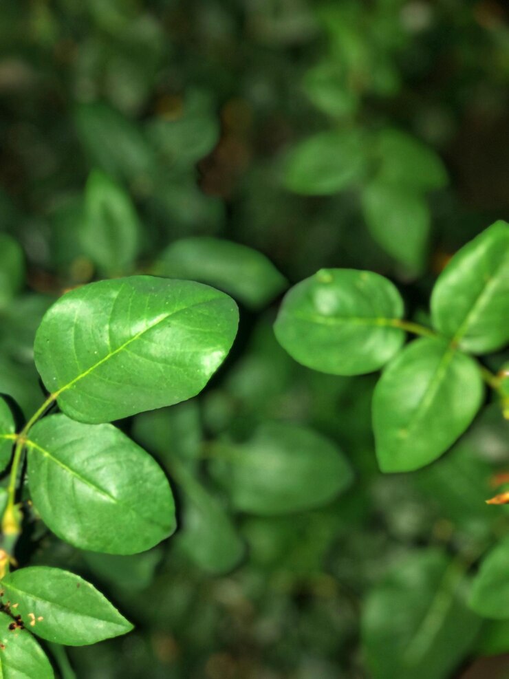 Foto close-up de folhas verdes
