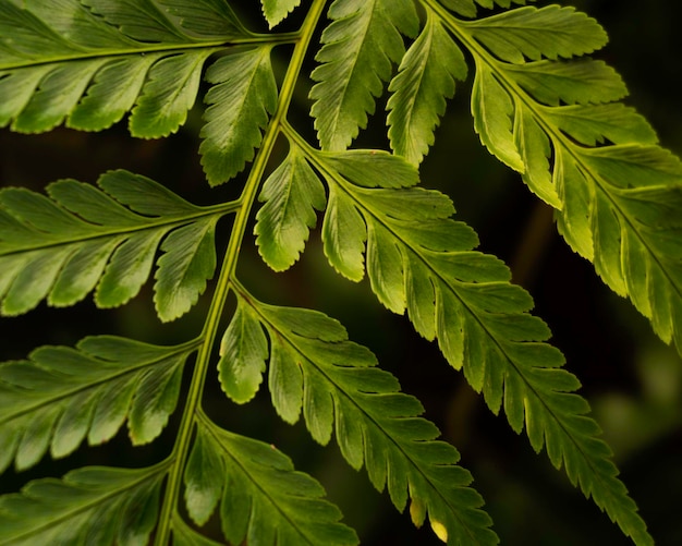 Close-up de folhas verdes