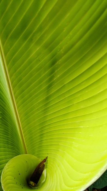 Foto close-up de folhas verdes