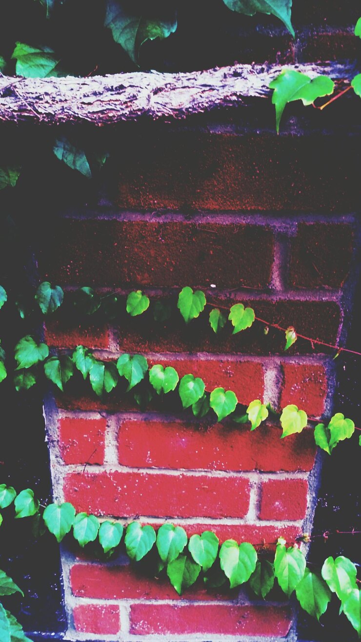 Foto close-up de folhas verdes