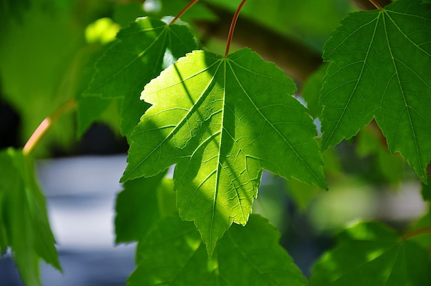 Foto close-up de folhas verdes