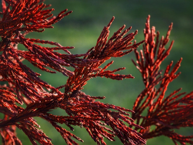 Foto close-up de folhas vermelhas em árvores