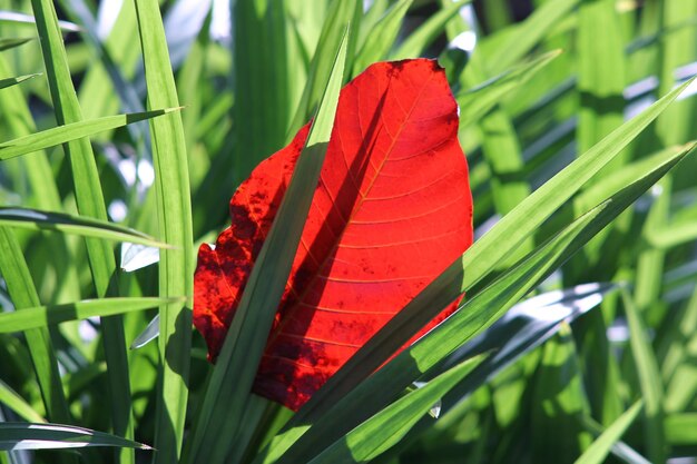 Foto close-up de folhas vermelhas na planta