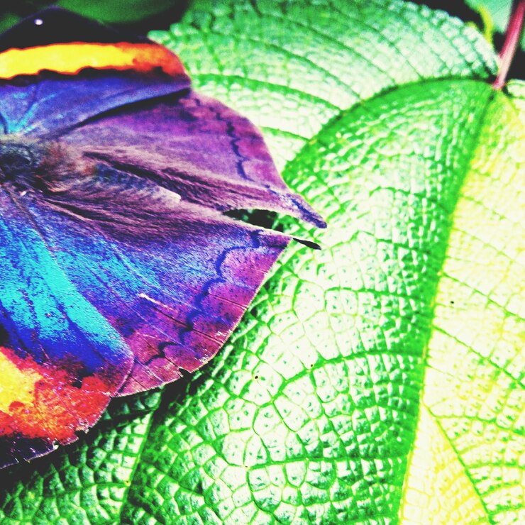 Foto close-up de folhas