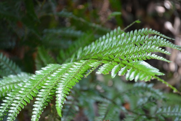 Foto close-up de folhas