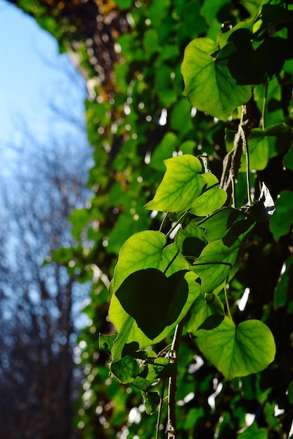 Foto close-up de folhas