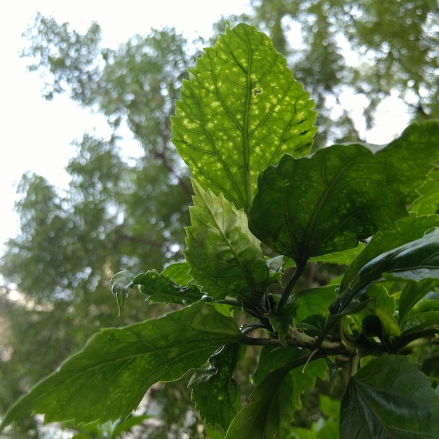 Foto close-up de folhas