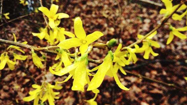 Foto close-up de folhas