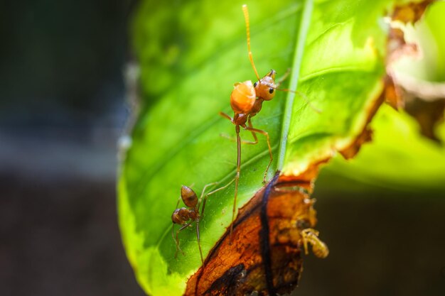 Close-up de formiga em folha