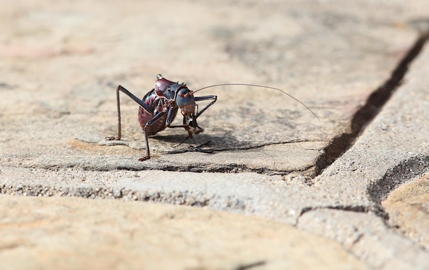 Close-up de formiga em rocha