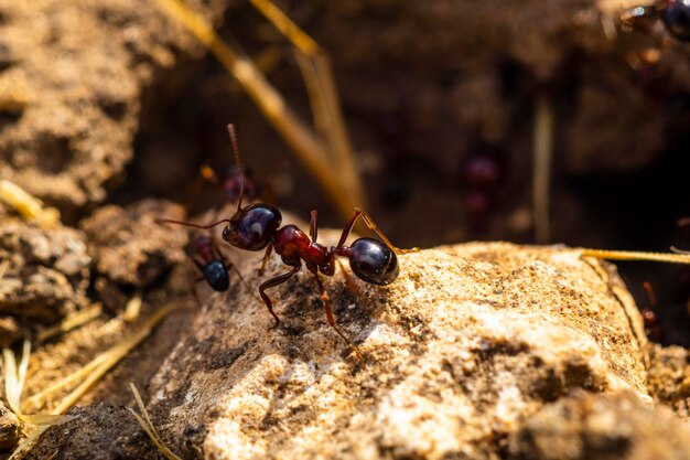 Foto close-up de formiga em rocha