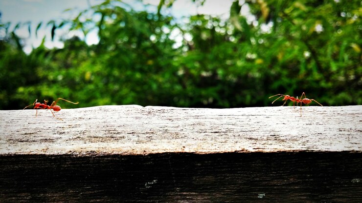 Foto close-up de formigas em tábuas contra árvores