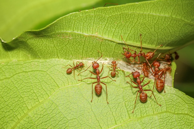 Close up de formigas vermelhas na folha verde