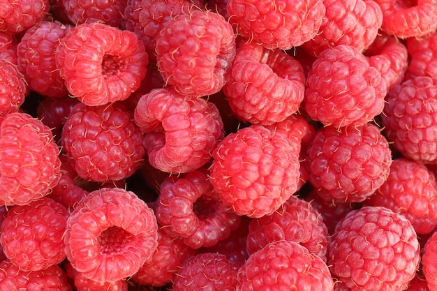 Close-up de framboesas. Baga vermelha. Framboesas de alimentos saudáveis.