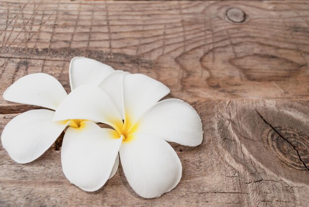 Foto close-up de frangipani branco na mesa