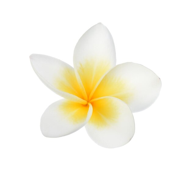 Foto close-up de frangipani contra fundo branco