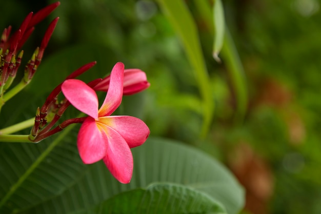 Close-up, de, frangipani, florescer, ao ar livre