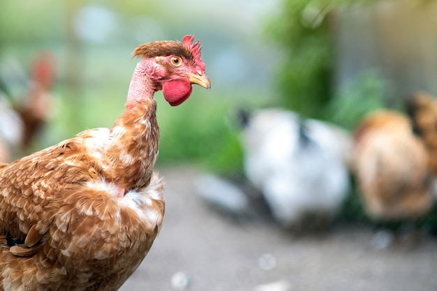 Close up de frango doméstico alimentando-se de curral rural tradicional. Galinhas no pátio do celeiro na fazenda ecológica. Conceito de avicultura ao ar livre.