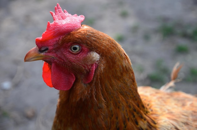 Close-up de frango