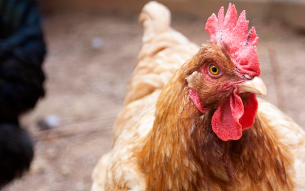Close-up de frango