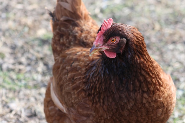 Close-up de frango