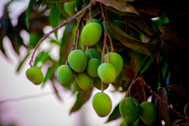 Close-up de frutas crescendo em árvores