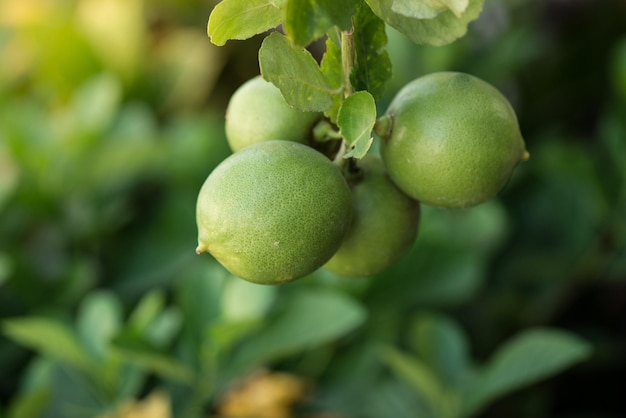 Close-up de frutas crescendo em árvores