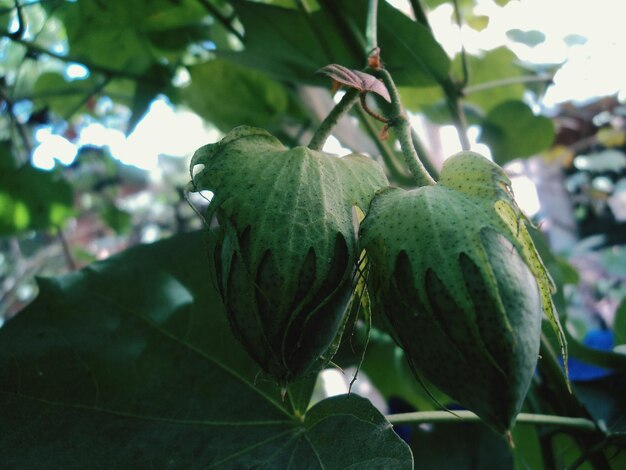 Close-up de frutas crescendo em árvores