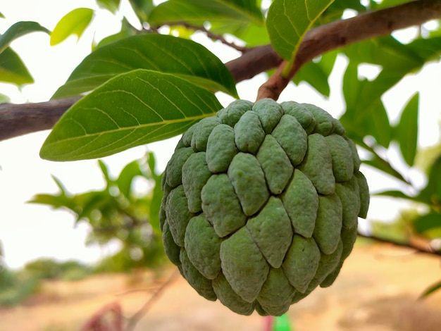 Foto close-up de frutas crescendo em árvores