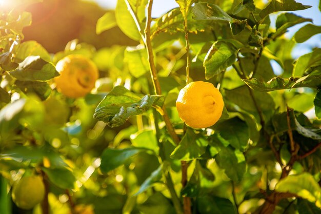 Foto close-up de frutas crescendo em árvores