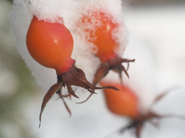 Foto close-up de frutas de laranja na planta