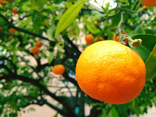 Close-up de frutas de laranja penduradas na árvore