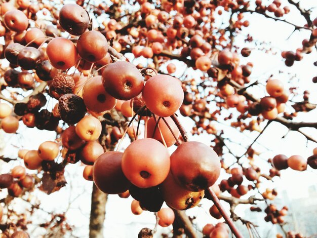 Foto close-up de frutas em árvores