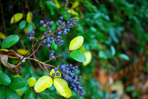Foto close-up de frutas em árvores