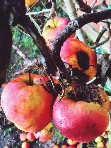 Close-up de frutas em árvores