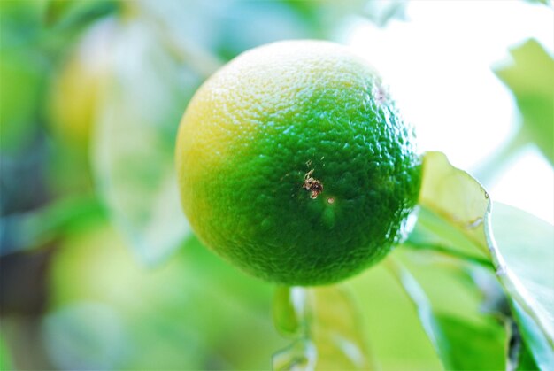 Foto close-up de frutas em árvores