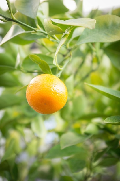 Close-up de frutas em árvores